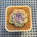 Echeveria 'Suzy' 1" New Hybrid Succulent Plant Cutting