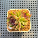 Echeveria 'Pencil' 1"-2" Succulent Plant Cutting