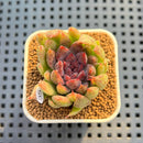 Echeveria 'Pencil' 1"-2" Succulent Plant Cutting