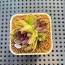 Echeveria 'Pencil' 1"-2" Succulent Plant Cutting