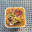 Echeveria 'Pencil' 1"-2" Succulent Plant Cutting