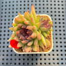 Echeveria 'Pencil' 1"-2" Succulent Plant Cutting