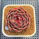 Echeveria 'Black Graphite' Type A 2"-3" Succulent Plant Cutting