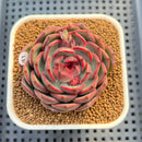 Echeveria 'Black Graphite' Type A 2"-3" Succulent Plant Cutting