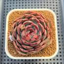 Echeveria 'Black Graphite' Type A 2"-3" Succulent Plant Cutting
