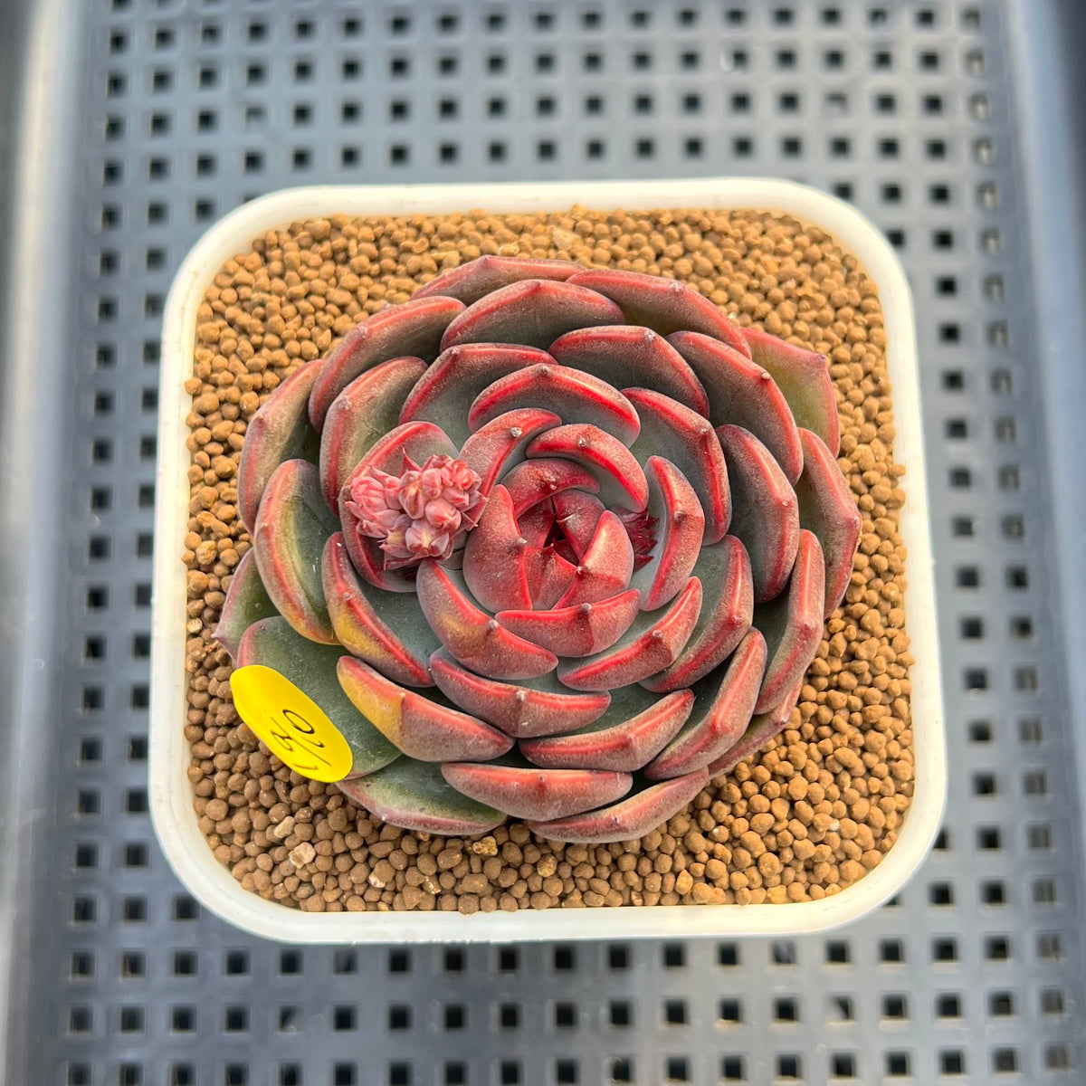 Echeveria 'Black Graphite' Type A 2"-3" Succulent Plant Cutting
