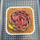 Echeveria 'Black Graphite' Type A 2"-3" Succulent Plant Cutting