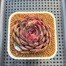 Echeveria 'Black Graphite' Type A 2"-3" Succulent Plant Cutting