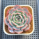 Echeveria 'Horizon' 3" Succulent Plant Cutting