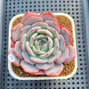 Echeveria 'Horizon' 3" Succulent Plant Cutting