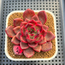 Echeveria 'Tully' 2" New Flower Village Hybrid Succulent Plant Cutting