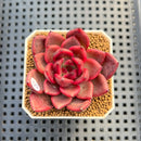 Echeveria 'Tully' 2" New Flower Village Hybrid Succulent Plant Cutting