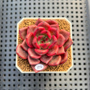 Echeveria 'Tully' 2" New Flower Village Hybrid Succulent Plant Cutting