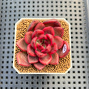 Echeveria 'Tully' 2" New Flower Village Hybrid Succulent Plant Cutting