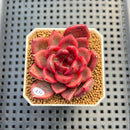 Echeveria 'Tully' 2" New Flower Village Hybrid Succulent Plant Cutting