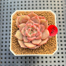 Echeveria 'Panda Face' (Black Queen Hybrid) 1"-2" New Flower Village Hybrid Succulent Plant Cutting