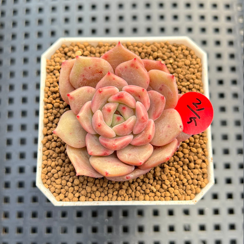 succulent face Echeveria 'Panda Face' (Black Queen Hybrid) 1"-2" New Flower Village Hybrid Succulent Plant Cutting