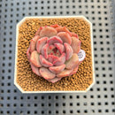 Echeveria 'Panda Face' (Black Queen Hybrid) 1"-2" New Flower Village Hybrid Succulent Plant Cutting