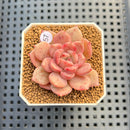Echeveria 'Panda Face' (Black Queen Hybrid) 1"-2" New Flower Village Hybrid Succulent Plant Cutting