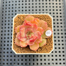 Echeveria 'Panda Face' (Black Queen Hybrid) 1"-2" New Flower Village Hybrid Succulent Plant Cutting