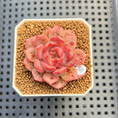 Echeveria 'Panda Face' (Black Queen Hybrid) 1"-2" New Flower Village Hybrid Succulent Plant Cutting