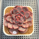 Echeveria ('Sarahime' x Subcorymbosa) x 'Black Queen' Hybrid 2" New Flower Village Hybrid Succulent Plant Cutting