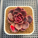Echeveria ('Sarahime' x Subcorymbosa) x 'Black Queen' Hybrid 2" New Flower Village Hybrid Succulent Plant Cutting