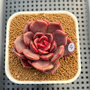 Echeveria ('Sarahime' x Subcorymbosa) x 'Black Queen' Hybrid 2" New Flower Village Hybrid Succulent Plant Cutting