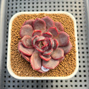 Echeveria ('Sarahime' x Subcorymbosa) x 'Black Queen' Hybrid 2" New Flower Village Hybrid Succulent Plant Cutting