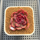 Pachyphytum 'Compactum' x Echeveria 'Black Queen' Hybrid 1"-2" New Flower Village Hybrid Succulent Plant Cutting