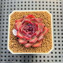 Pachyphytum 'Compactum' x Echeveria 'Black Queen' Hybrid 1"-2" New Flower Village Hybrid Succulent Plant Cutting