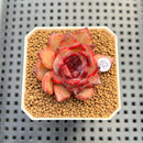 Pachyphytum 'Compactum' x Echeveria 'Black Queen' Hybrid 1"-2" New Flower Village Hybrid Succulent Plant Cutting
