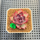Pachyphytum 'Compactum' x Echeveria 'Black Queen' Hybrid 1"-2" New Flower Village Hybrid Succulent Plant Cutting