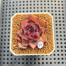 Pachyphytum 'Compactum' x Echeveria 'Black Queen' Hybrid 1"-2" New Flower Village Hybrid Succulent Plant Cutting