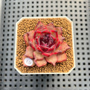 Pachyphytum 'Compactum' x Echeveria 'Black Queen' Hybrid 1"-2" New Flower Village Hybrid Succulent Plant Cutting