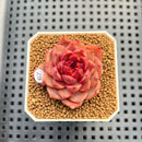 Echeveria 'Tuxpan' x 'Blood Maria' Hybrid 1"-2" New Flower Village Hybrid Succulent Plant Cutting