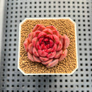 Echeveria 'Tuxpan' x 'Blood Maria' Hybrid 1"-2" New Flower Village Hybrid Succulent Plant Cutting