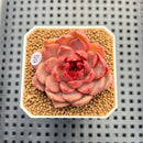 Echeveria 'Tuxpan' x 'Blood Maria' Hybrid 1"-2" New Flower Village Hybrid Succulent Plant Cutting