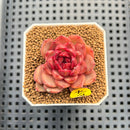 Echeveria 'Tuxpan' x 'Blood Maria' Hybrid 1"-2" New Flower Village Hybrid Succulent Plant Cutting