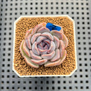 Echeveria 'Hyalina' x 'Elegans' Hybrid 1"-2" Flower Village Hybrid Succulent Plant Cutting