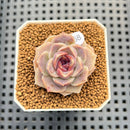 Echeveria 'Hyalina' x 'Elegans' Hybrid 1"-2" Flower Village Hybrid Succulent Plant Cutting