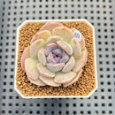 Echeveria 'Hyalina' x 'Elegans' Hybrid 1"-2" Flower Village Hybrid Succulent Plant Cutting
