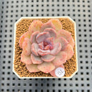 Echeveria 'Hyalina' x 'Elegans' Hybrid 1"-2" Flower Village Hybrid Succulent Plant Cutting
