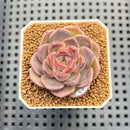 Echeveria 'Hyalina' x 'Elegans' Hybrid 1"-2" Flower Village Hybrid Succulent Plant Cutting