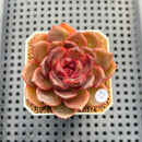 Echeveria Lilacina x 'Blood Maria' Hybrid 2" New Flower Village Hybrid Succulent Plant Cutting