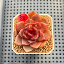 Echeveria Lilacina x 'Blood Maria' Hybrid 2" New Flower Village Hybrid Succulent Plant Cutting