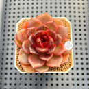 Echeveria Lilacina x 'Blood Maria' Hybrid 2" New Flower Village Hybrid Succulent Plant Cutting