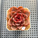 Echeveria Lilacina x 'Blood Maria' Hybrid 2" New Flower Village Hybrid Succulent Plant Cutting