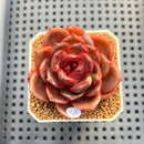 Echeveria Lilacina x 'Blood Maria' Hybrid 2" New Flower Village Hybrid Succulent Plant Cutting