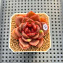 Echeveria Lilacina x 'Blood Maria' Hybrid 2" New Flower Village Hybrid Succulent Plant Cutting